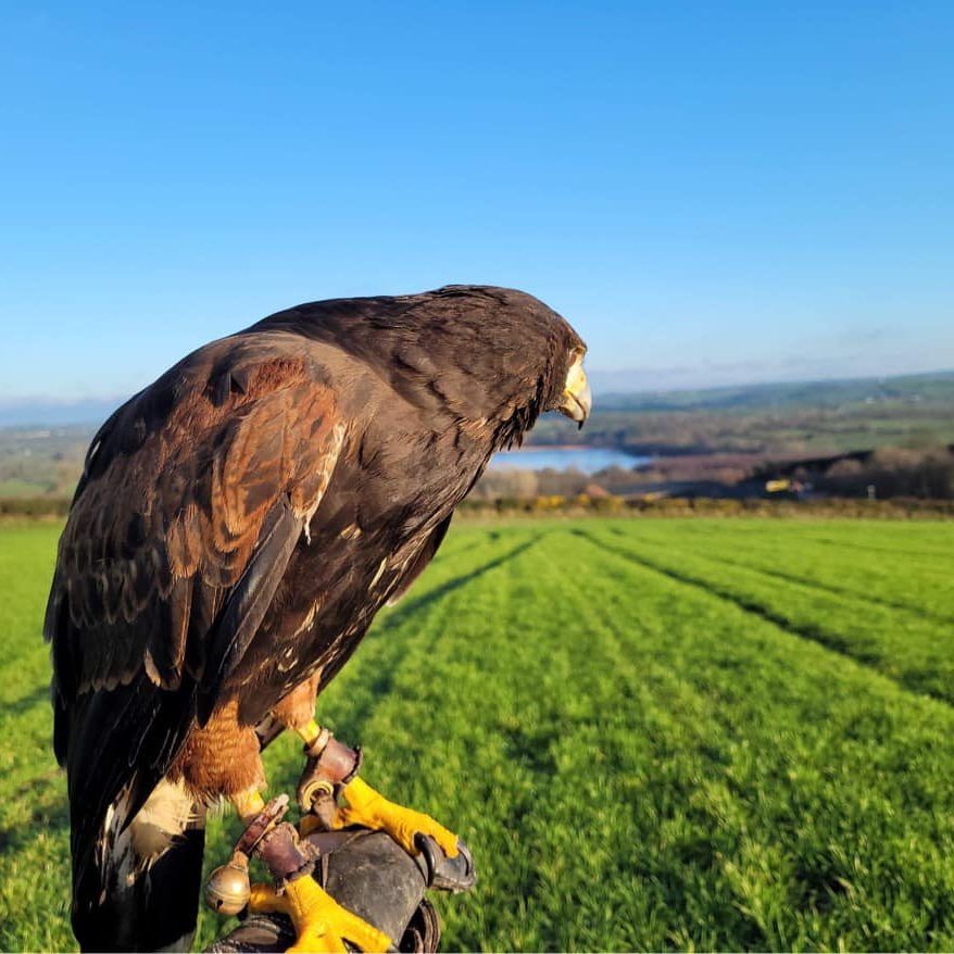 bird of prey bird control belfast northern ireland