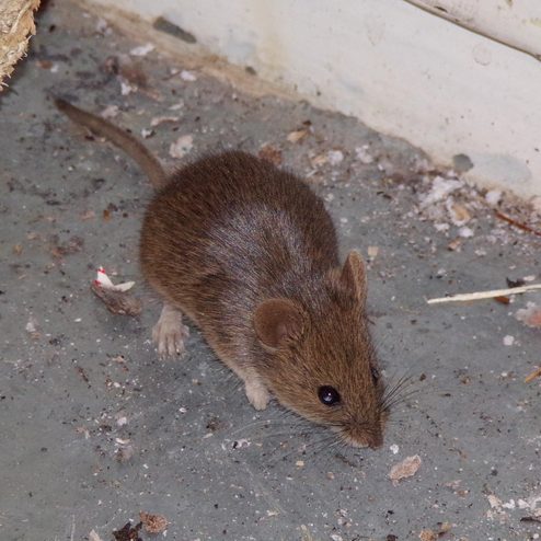 mouse control Belfast Northern Ireland