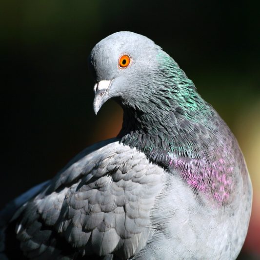 bird deterrents Belfast Northern Ireland
