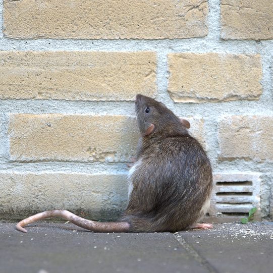 rodent proofing belfast northern ireland