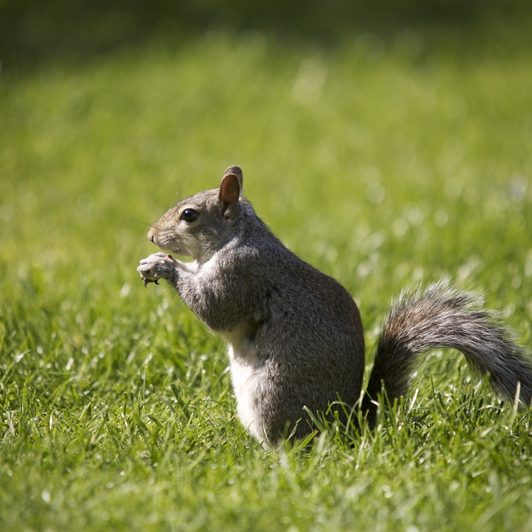 squirrel control Belfast Northern Ireland