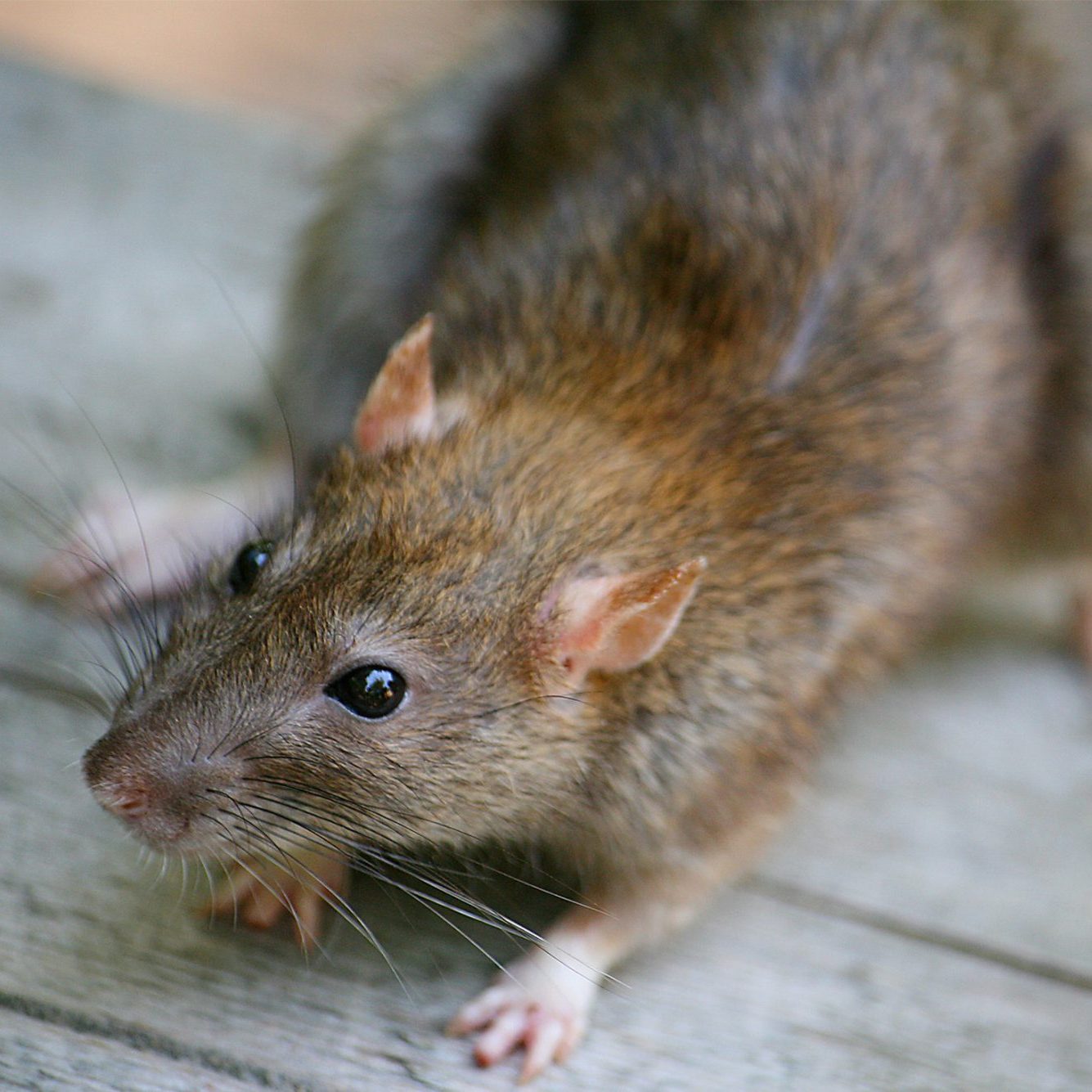 rat control northern ireland