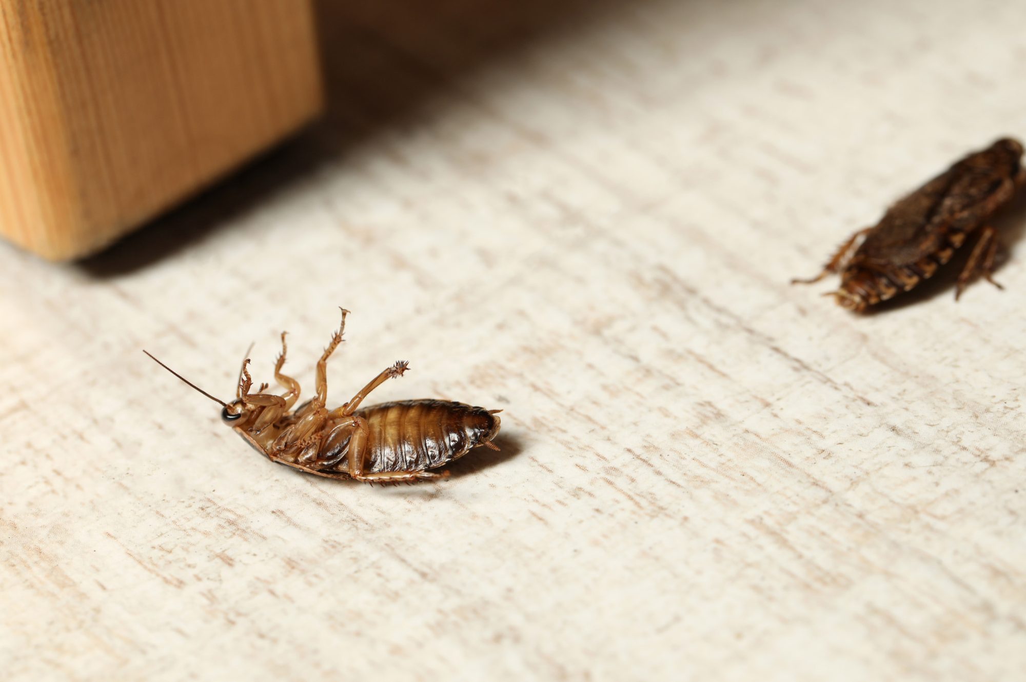 Pest Control NI Pest Control & Proofing Belfast, Northern Ireland